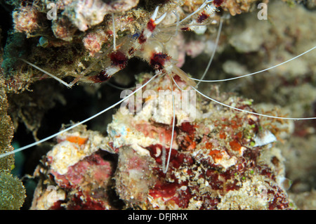 Gebändert, Boxer Garnelen (Stenopus Hispidus), Süd Male Atoll, Malediven Stockfoto