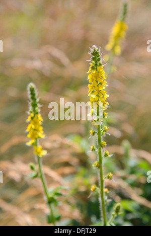 Agrimony, Agrimonia Eupatoria, Wildblumen, Dorset, England Stockfoto