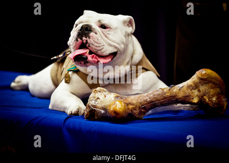 Das ausgehende Marinekorps-Maskottchen, Sgt. Chesty XIII, legt neben einer kürzlich erhaltenen Knochen Behandlung während seiner Pensionierung Zeremonie in Crawford Hall an die Marine Barracks Washington diente 28. August 2013 in Washington, D.C. Chesty XIII als das Marinekorps-Maskottchen für fünf Jahre. Stockfoto