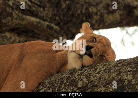 Löwin (Panthera Leo) Nickerchen in einem Baum, Serengeti, Tansania Stockfoto