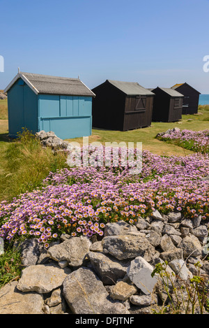 Wildblumen und Hütten am Portland Bill, Dorset, England Stockfoto