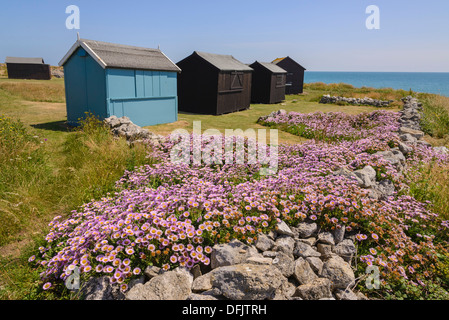 Wildblumen und Hütten am Portland Bill, Dorset, England Stockfoto