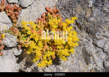 Beißen Fetthenne, Sedum Acre, Wildblumen, Dorset, England Stockfoto