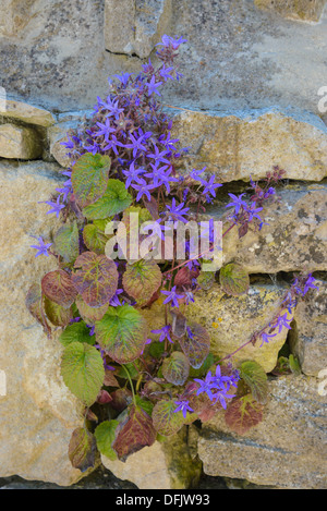 Nachgestellte Glockenblume, Campanula Poscharskyana, Wildblumen, Dorset, England Stockfoto