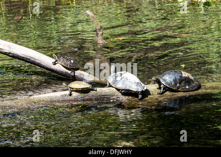 Coastal Plain Cooter (Pseudemys Concinna Floridana) oder Florida Cooter, Arten von pflanzenfressenden Süßwasser-Schildkröten Sonnen auf Log. Stockfoto