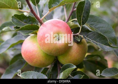 Malus Domestica. Apfel 'Entdeckung' wächst in einem englischen Obstgarten. Stockfoto