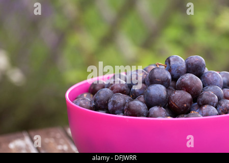 Prunus Domestica. Quetsche Pflaumen in einer rosa Schale geerntet. Stockfoto