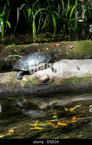 Florida Cooter Schildkröte Sonnen auf einem Baumstamm im Wasser. Stockfoto