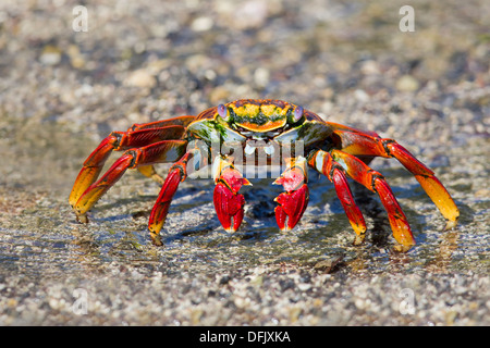 Sally lightfoot Krabben (Grapsus Grapsus) - Fernandina, Galapagos-Inseln. Stockfoto