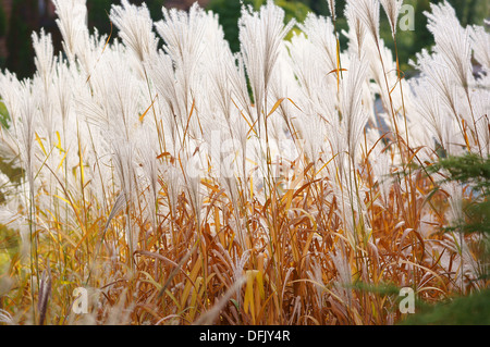 Amur Silber Rasen Miscanthus sacchariflorus Stockfoto