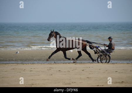 Ein Rennpferd Training auf Utah Beach, Normandie. Stockfoto