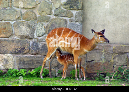 Bongo (Antilope) mit Spanferkel Baby Bongo am Stockfoto