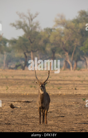 Gemeinsamen Wasserbock (Kobus Ellipsiprymnus) Stockfoto