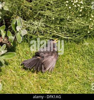 Männliche Amsel (Turdus Merula) Sonnenbaden am sonnigen, grünen Rasen. Stockfoto