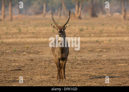 Gemeinsamen Wasserbock (Kobus Ellipsiprymnus) Stockfoto