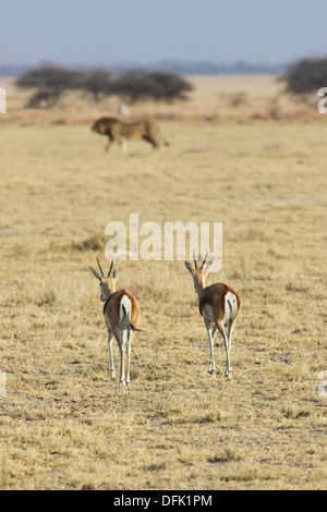 Springboks (Antidorcas Marsupialis) zu Fuß in Richtung eines Löwen - Nxai Pan, Botswana. Stockfoto