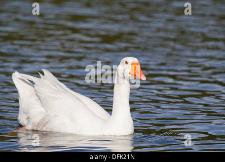 Weiße Embden Goose auf See Stockfoto