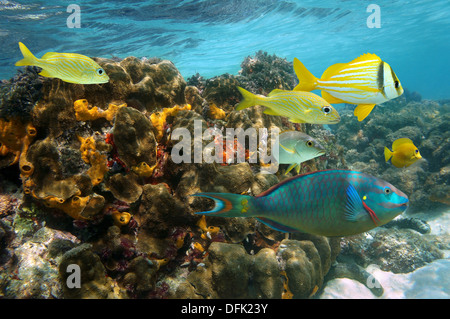 Unterwasser Farben in einem Korallenriff mit bunten Fischen, Karibik, Jamaika Stockfoto
