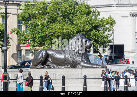 Einer der Landseers Löwen auf dem Trafalgar Square, West End von London, UK Stockfoto