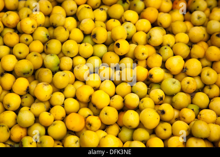 Unvollkommene Obstgarten Früchte des Autumn Crabapples sind beliebt als kompakte Zierbäume, die Blüte im Frühjahr. Stockfoto