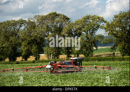 Spritzen Potoato Ernte mit sich selbst angetrieben Sprüher. Schottland. Stockfoto