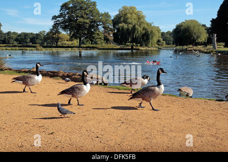 London, UK. 6. Oktober 2013. Gänse, die bei einem Spaziergang neben einem Teich als Modellboot Geschwindigkeiten vorbei an einem sonnigen Oktober Nachmittag in Bushy Park, London, UK. Bildnachweis: Maurice Savage/Alamy Live-Nachrichten Stockfoto