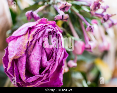 Makro-Fotos der verfallenden Blumen hautnah. Stockfoto