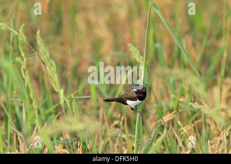 White Rumped Munia, Lonchura Striata, Ubud, Bali, Indonesien. Dieser Vogel ist auch bekannt als White rumped Männchen und gekerbter Finch Stockfoto