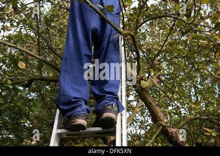 Man eine Leiter klettern, Äpfel pflücken Stockfoto