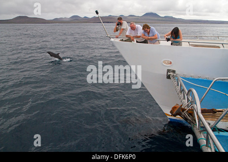 Katamaran und Delphin, Galapagos-Inseln Stockfoto