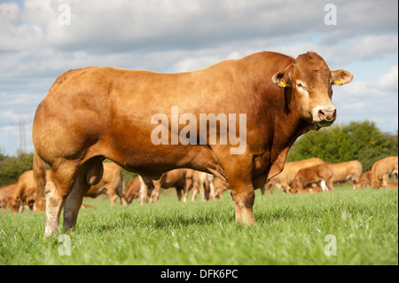 Limousin-Stier im Bereich der Stammbaum Rinder. Cumbria, UK Stockfoto