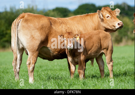 Limousin Rind Kuh mit Kalb auf der Weide, Cumbria, UK Stockfoto