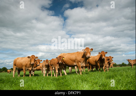 Herde von Limousin-Rinder grasen auf saftigen Weiden. Cumbria, UK Stockfoto