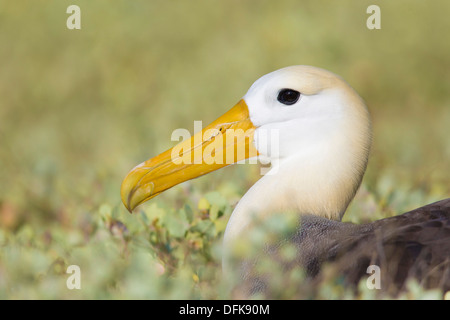 Galapagos winkte Albatross (Phoebastria Irrorata) Porträt - Espanola Insel, Galapagos-Inseln. Stockfoto