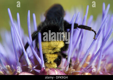 Roseburg, Oregon, USA. 6. Oktober 2013. Eine gelb-faced Hummel Futter auf einer Artischocke Blume in einem Hinterhofgarten ein Zuhause in der Nähe von Roseburg. Die gelb-faced Hummel findet sich in den westlichen Vereinigten Staaten und Britisch-Kolumbien. Bildnachweis: Robin Loznak/ZUMAPRESS.com/Alamy Live-Nachrichten Stockfoto