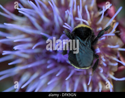 Roseburg, Oregon, USA. 6. Oktober 2013. Eine gelb-faced Hummel Futter auf einer Artischocke Blume in einem Hinterhofgarten ein Zuhause in der Nähe von Roseburg. Die gelb-faced Hummel findet sich in den westlichen Vereinigten Staaten und Britisch-Kolumbien. Bildnachweis: Robin Loznak/ZUMAPRESS.com/Alamy Live-Nachrichten Stockfoto