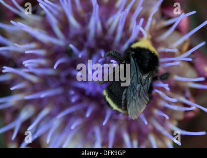 Roseburg, Oregon, USA. 6. Oktober 2013. Eine gelb-faced Hummel Futter auf einer Artischocke Blume in einem Hinterhofgarten ein Zuhause in der Nähe von Roseburg. Die gelb-faced Hummel findet sich in den westlichen Vereinigten Staaten und Britisch-Kolumbien. Bildnachweis: Robin Loznak/ZUMAPRESS.com/Alamy Live-Nachrichten Stockfoto