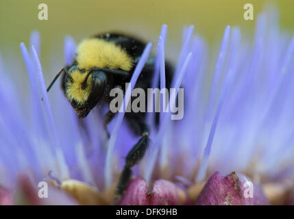 Roseburg, Oregon, USA. 6. Oktober 2013. Eine gelb-faced Hummel Futter auf einer Artischocke Blume in einem Hinterhofgarten ein Zuhause in der Nähe von Roseburg. Die gelb-faced Hummel findet sich in den westlichen Vereinigten Staaten und Britisch-Kolumbien. Bildnachweis: Robin Loznak/ZUMAPRESS.com/Alamy Live-Nachrichten Stockfoto