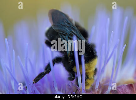 Roseburg, Oregon, USA. 6. Oktober 2013. Eine gelb-faced Hummel Futter auf einer Artischocke Blume in einem Hinterhofgarten ein Zuhause in der Nähe von Roseburg. Die gelb-faced Hummel findet sich in den westlichen Vereinigten Staaten und Britisch-Kolumbien. Bildnachweis: Robin Loznak/ZUMAPRESS.com/Alamy Live-Nachrichten Stockfoto