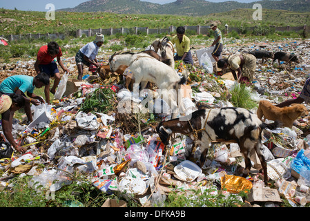 Armen indischen Frauen, Männer, Kinder, Ziegen und Hunde Kommissionierung durch eine Müllhalde. Andhra Pradesh, Indien Stockfoto