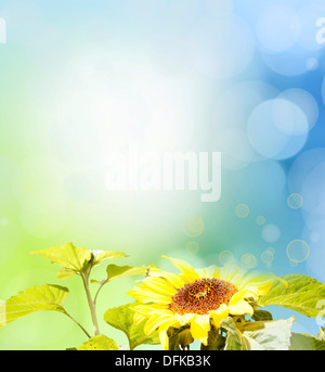Sonnenblumen vor blauem Hintergrund grün Stockfoto