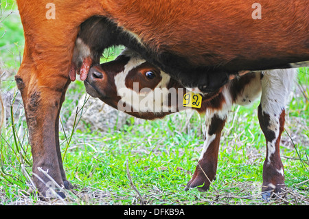 Kalb säugen von seiner Mutter Kuh Stockfoto