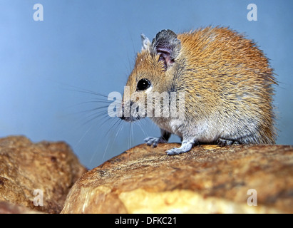 Goldene stacheligen Maus, Acomys russatus Stockfoto