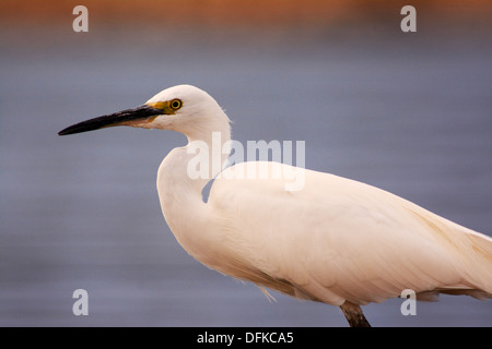 Wenig Weißer Reiher, Reiher, Egretta garzetta Stockfoto