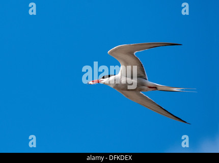 Seeschwalbe (Sterna Hirundo) fliegen mit Fisch in der Rechnung Stockfoto