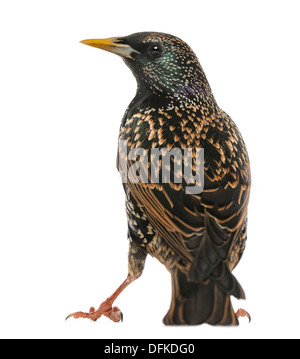 Rückansicht des einen gemeinsamen Starling Sturnus Vulgaris, vor weißem Hintergrund Stockfoto