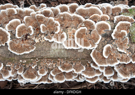 Baum Pilz, Halterung Pilze, Regal Pilze Stockfoto