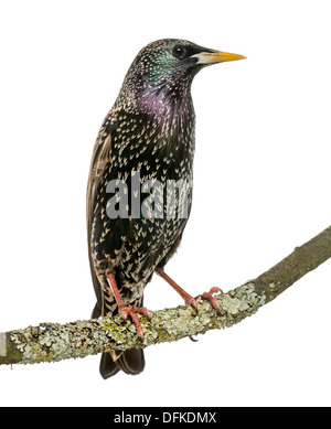 Gemeinsamen Starling hocken auf einem Ast, Sturnus Vulgaris, vor weißem Hintergrund Stockfoto