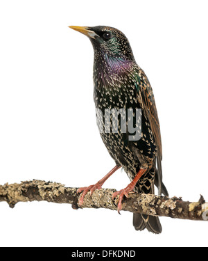 Gemeinsamen Starling hocken auf einem Ast, Sturnus Vulgaris, vor weißem Hintergrund Stockfoto