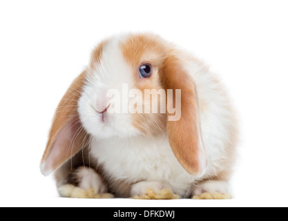 Satin Mini Lop Kaninchen vor, schaut in die Kamera vor weißem Hintergrund Stockfoto